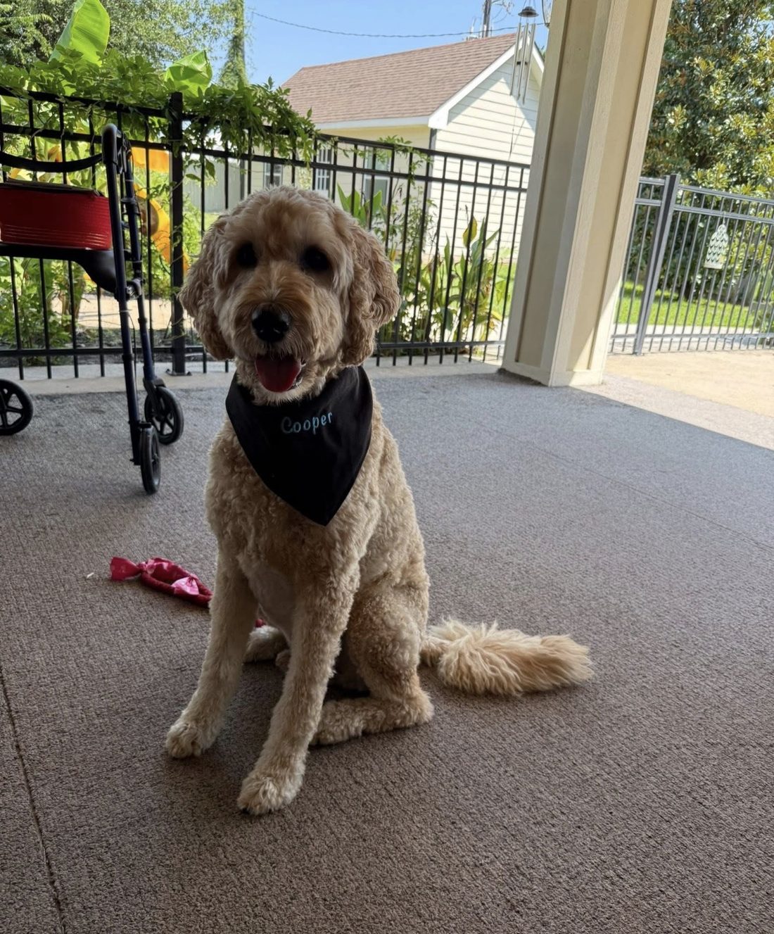 Therapy dog Cooper visiting the home